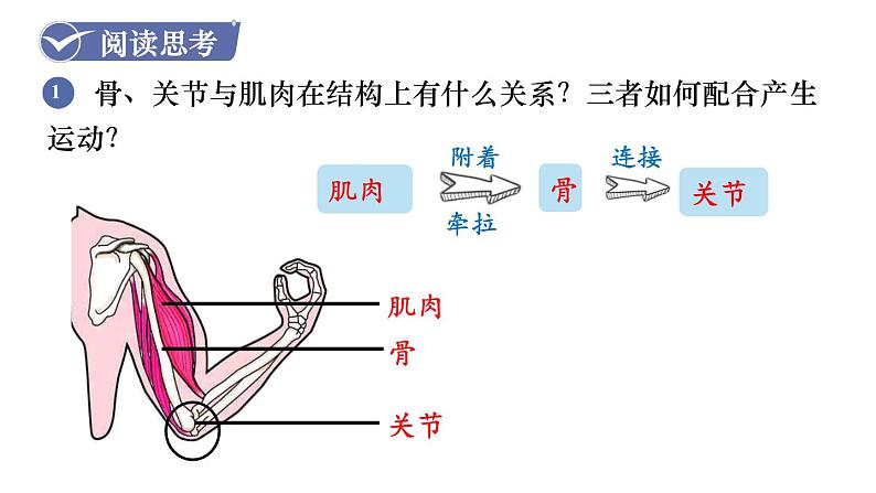 人教版八年级生物上册课件 第5单元 第2章 第1节 动物的运动07