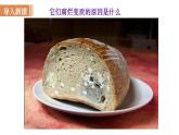 人教版八年级生物上册课件 第5单元 第4章 第1节 细菌和真菌的分布