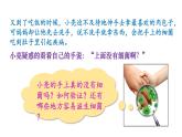 人教版八年级生物上册课件 第5单元 第4章 第1节 细菌和真菌的分布