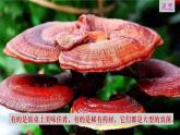人教版八年级生物上册课件 第5单元 第4章 第1节 细菌和真菌的分布