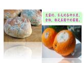 人教版八年级生物上册课件 第5单元 第4章 第1节 细菌和真菌的分布