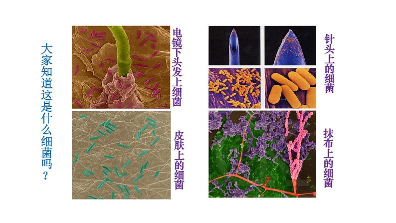 人教版八年级生物上册课件 第5单元 第4章 第2节 细菌03