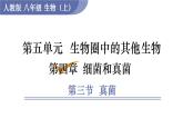 人教版八年级生物上册课件 第5单元 第4章 第3节 真菌新