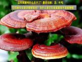人教版八年级生物上册课件 第5单元 第4章 第3节 真菌新