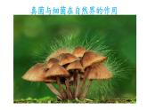 人教版八年级生物上册课件 第5单元 第4章 第4节 细菌和真菌在自然界中的作用