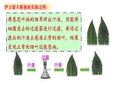 人教版八年级生物上册课件 第5单元 第4章 第5章  病毒