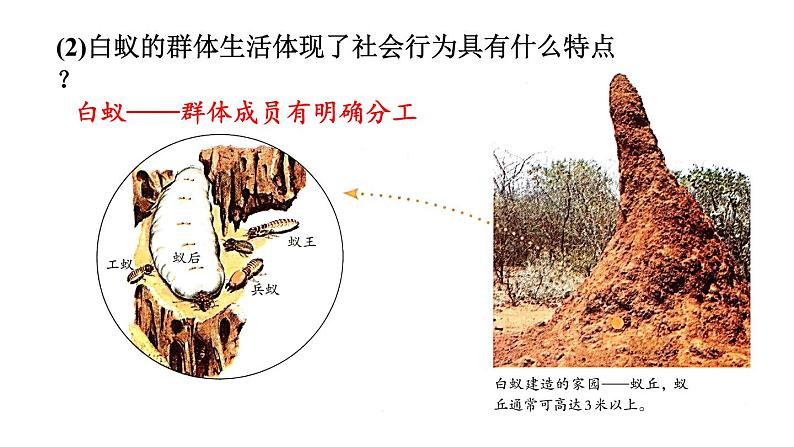 人教版八年级生物上册课件 第5单元 第2章 第3节  社会行为08