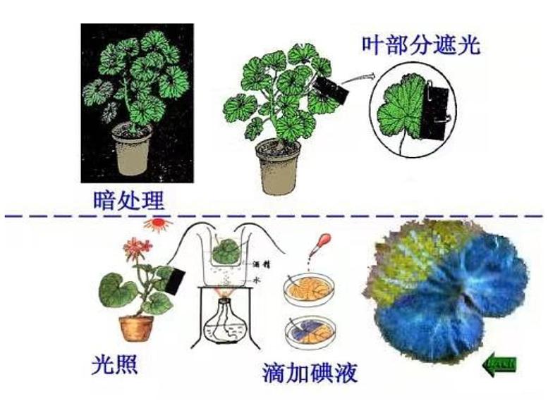 光合作用吸收二氧化碳释放氧气     综合课件第6页
