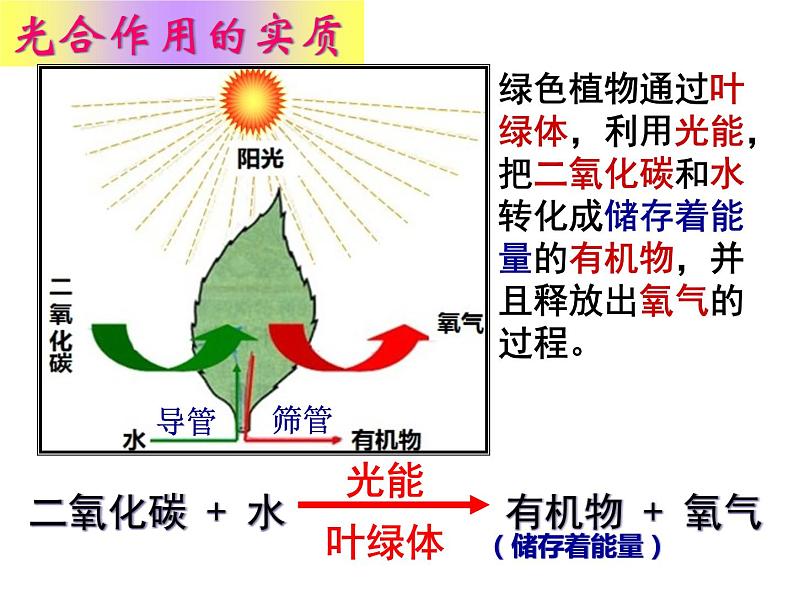光合作用吸收二氧化碳释放氧气     综合课件第8页