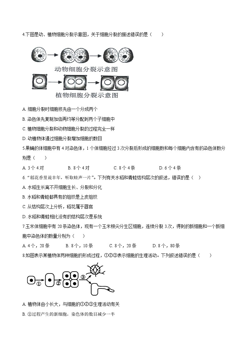2.2.1+细胞通过分裂产生新细胞 人教版生物七年级上册同步检测卷02