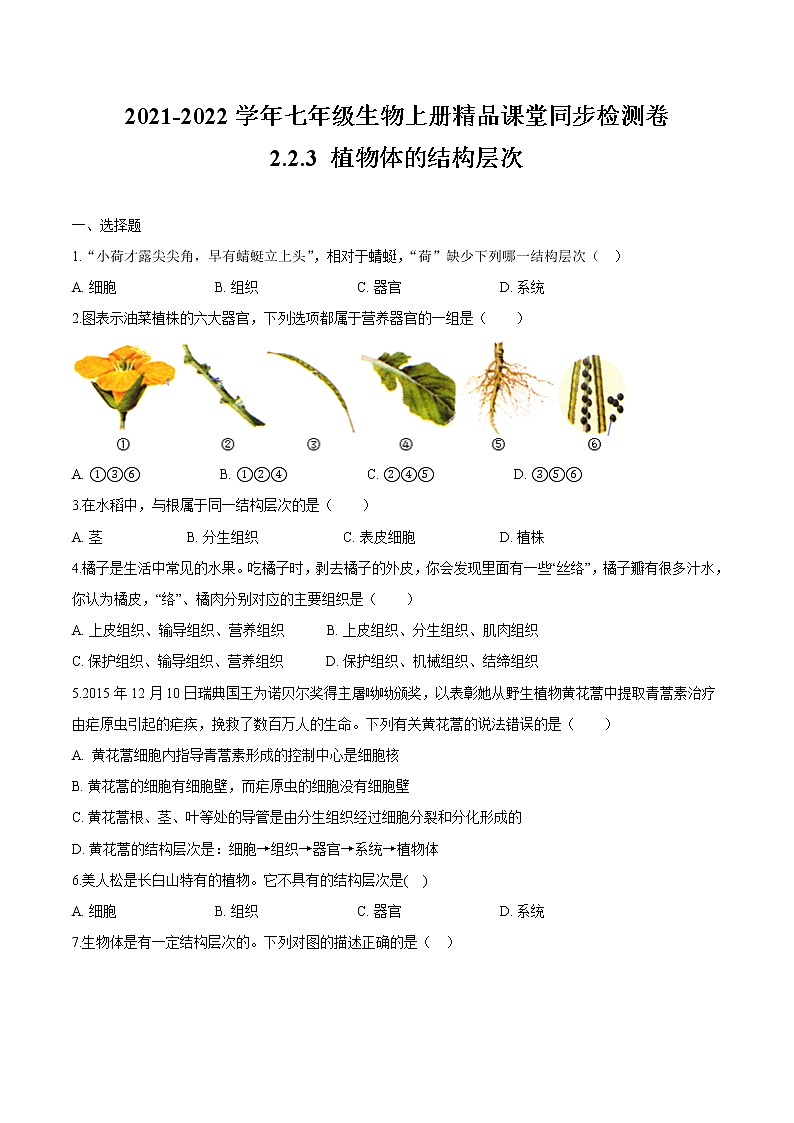 2.2.3+植物体的结构层次 人教版生物七年级上册同步检测卷01