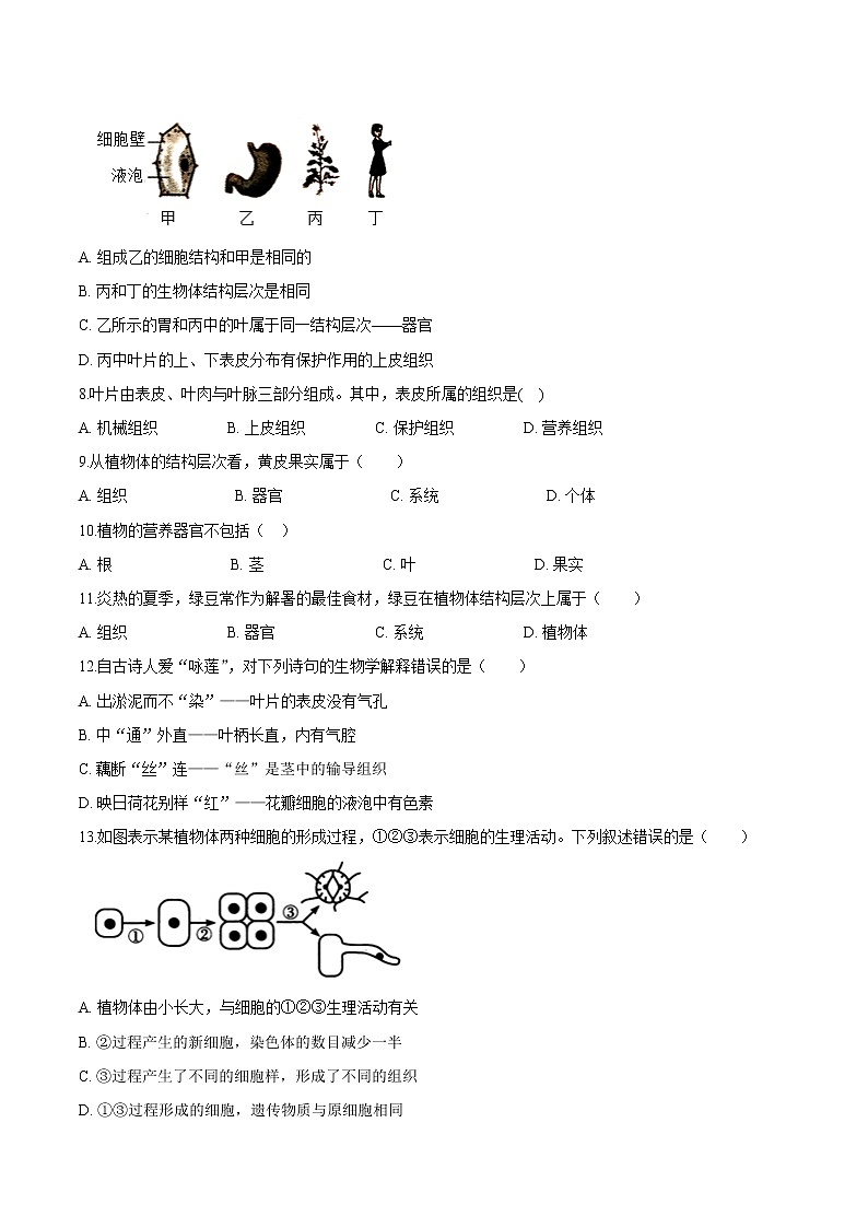 2.2.3+植物体的结构层次 人教版生物七年级上册同步检测卷02