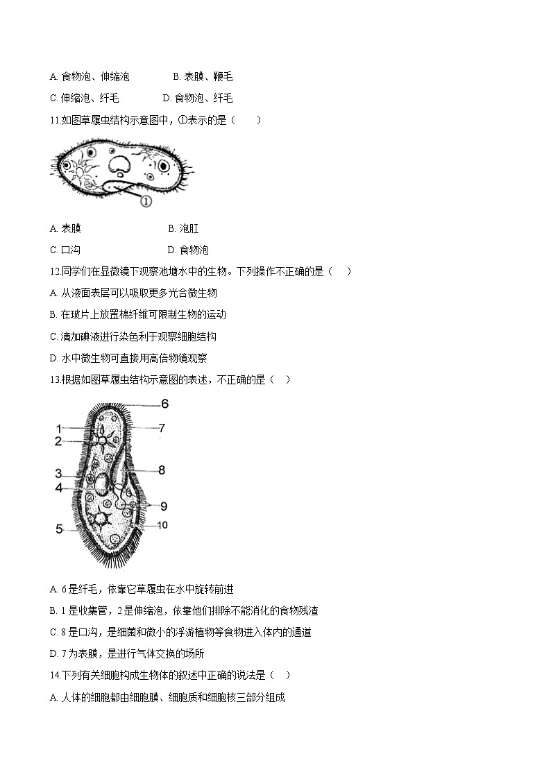 2.2.4+单细胞生物 人教版生物七年级上册同步检测卷03