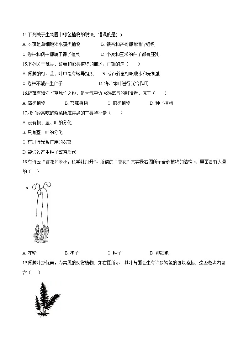 3.1.1+藻类、苔藓和蕨类植物 人教版生物七年级上册同步检测卷03