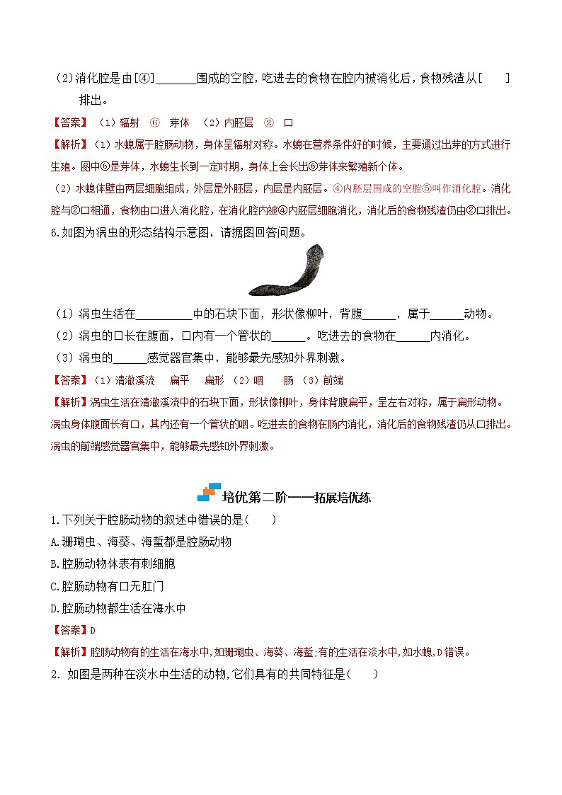 5.1.1腔肠动物和扁形动物-2022-2023学年八年级生物上册课后培优分级练（人教版）03