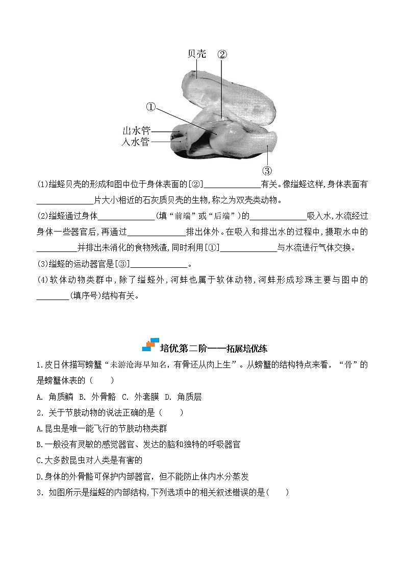 5.1.3 软体动物和节肢动物-2022-2023学年八年级生物上册课后培优分级练（人教版）（原卷版）第3页