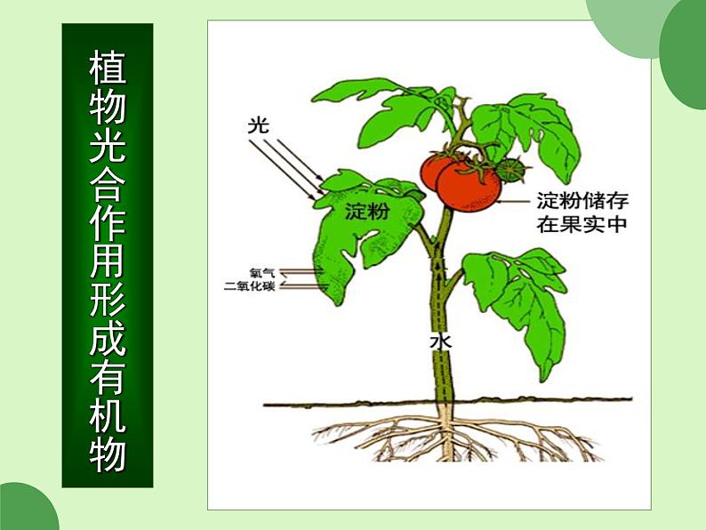 第一单元-第一章-第一节-生物的特征第7页