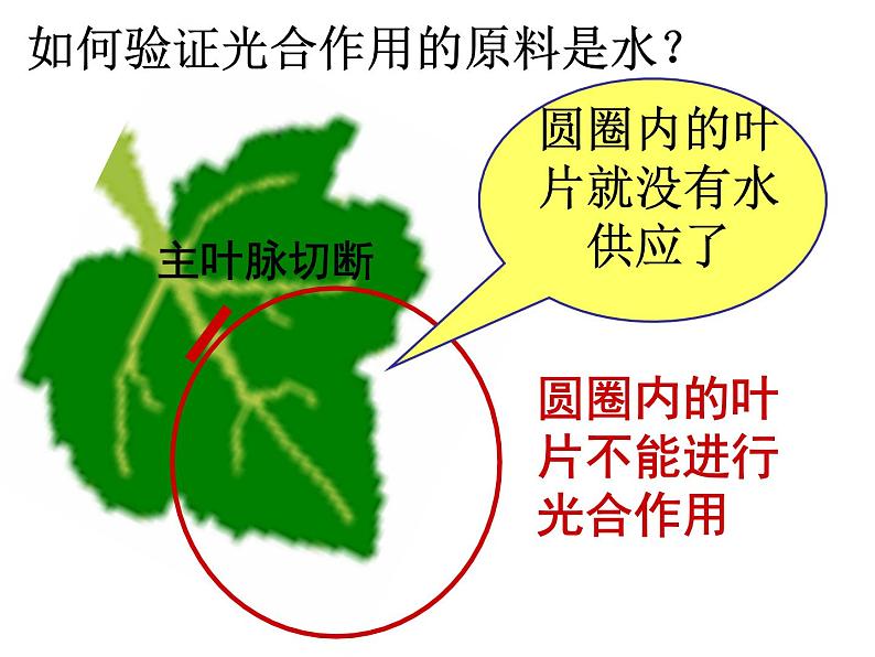 第一节  光合作用吸收二氧化碳释放氧气第6页