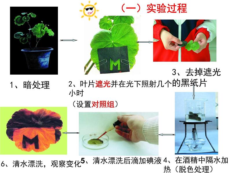 第四章  绿色植物是生物圈中有机物的制造者 课件07