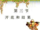 第三节 开花和结果 课件