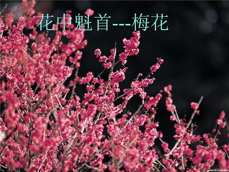 第三节 开花和结果 课件04