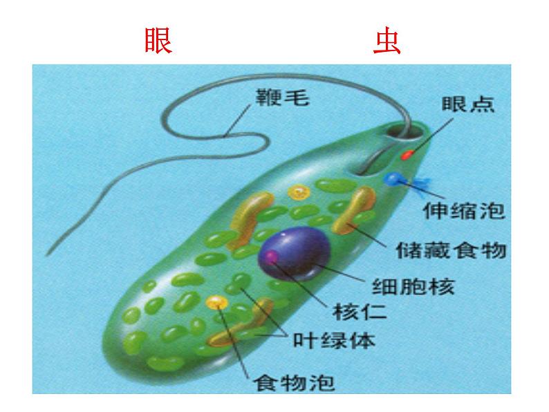 第四 节  单细胞生物 课件08