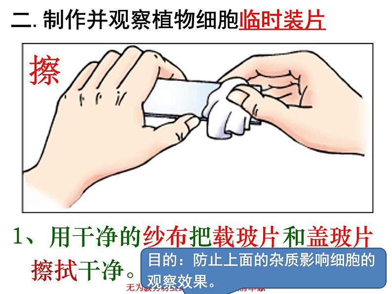 第二节  植物细胞第5页