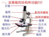 第一节  练习使用显微镜