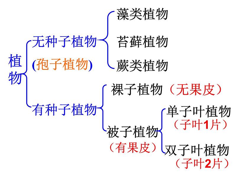 第一节  藻类、苔藓和蕨类植物 课件04