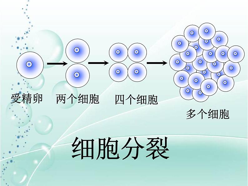 第二节  动物体的结构层次 课件07