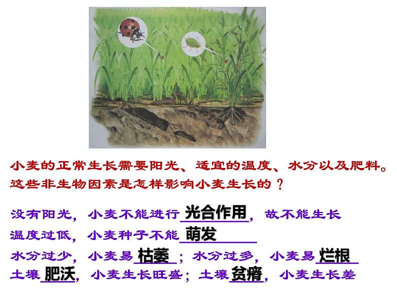 第一节  生物与环境的关系 课件08