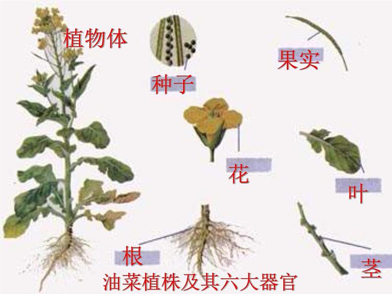 第三节  植物体的结构层次第6页