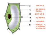 第三节 动物细胞 课件