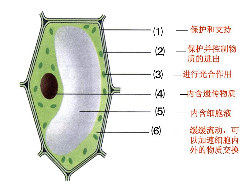 第三节 动物细胞第3页