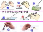 第三节 动物细胞 课件