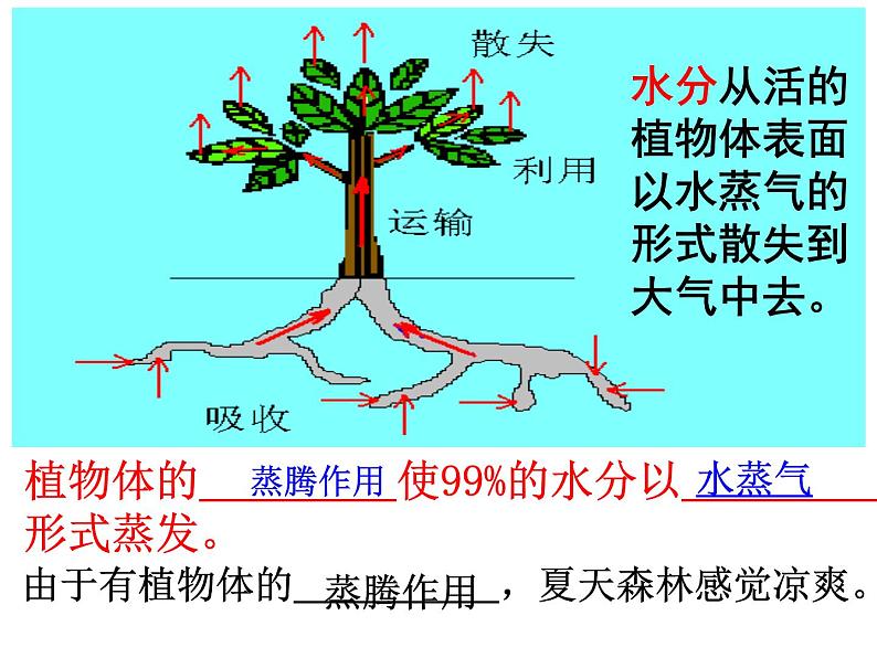 第三章  绿色植物与生物圈的水循环第4页