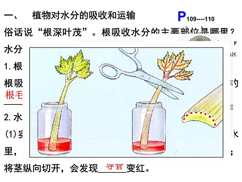 第三章  绿色植物与生物圈的水循环第7页