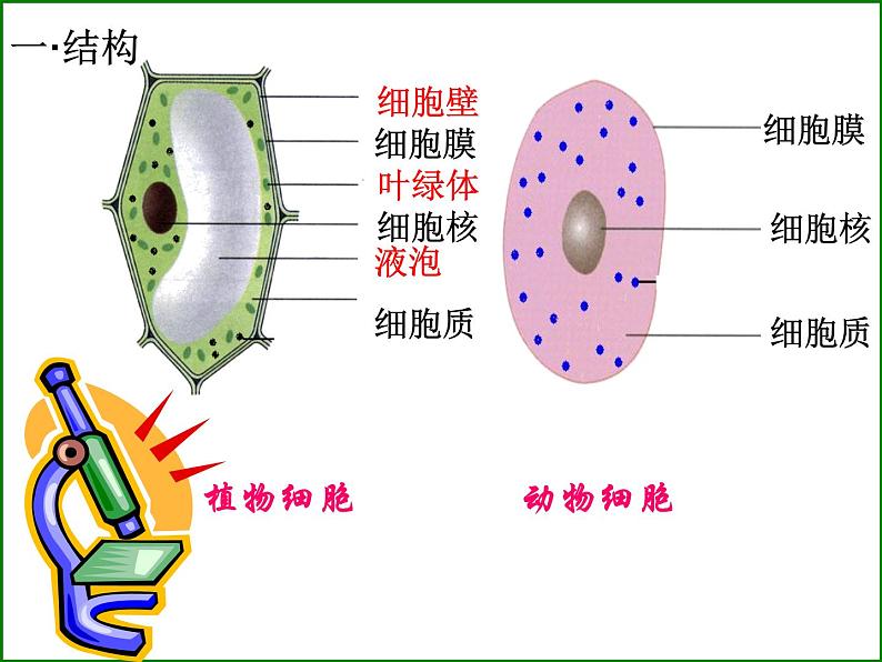 苏科版生物七年级下册复习ppt全第2页