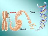 苏科版生物七年级下册复习ppt全