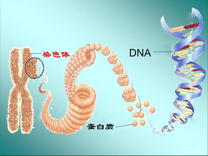 苏科版生物七年级下册复习ppt全第4页