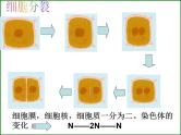 苏科版生物七年级下册复习ppt全