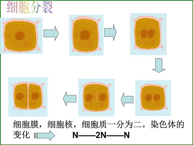 苏科版生物七年级下册复习ppt全第5页