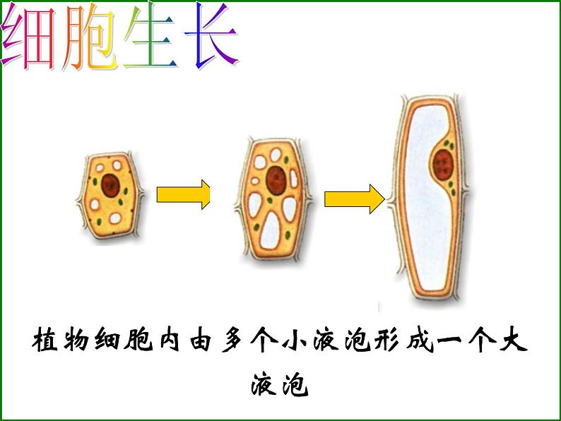 苏科版生物七年级下册复习ppt全第6页