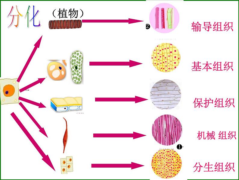 苏科版生物七年级下册复习ppt全第7页