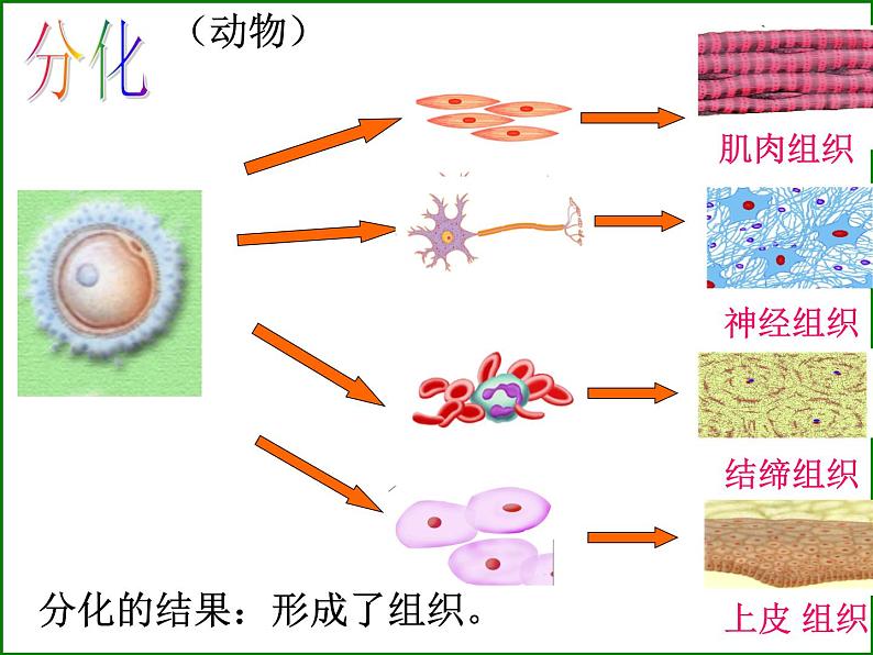 苏科版生物七年级下册复习ppt全第8页