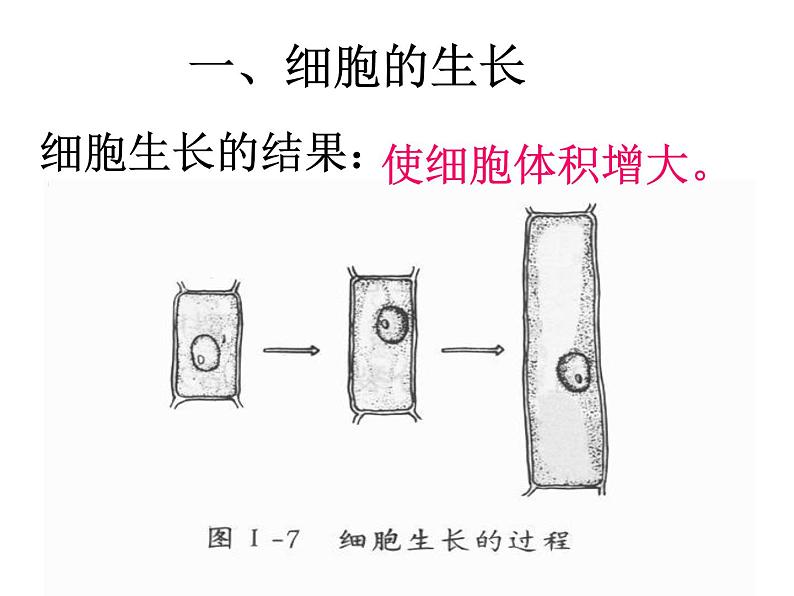 第一节 细胞通过分裂产生新细胞第6页