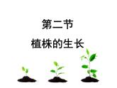 第二节 植株的生长    上课 课件