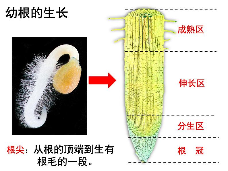 第二节 植株的生长    上课第6页