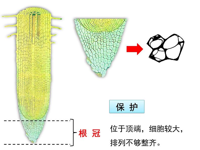 第二节 植株的生长    上课第7页