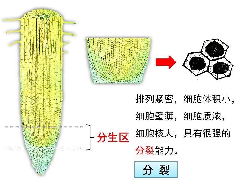 第二节 植株的生长    上课第8页